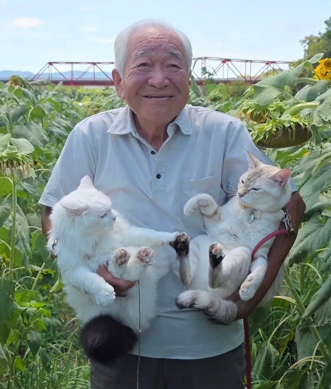 이 할아버지네 고양이들 진짜 개많이 싸움ㅋㅋㅋㅋ (6/7)