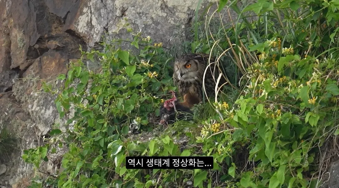 최근 수리부엉이가 먹이로 잡고 있다는 동물ㄷㄷ (11/12)