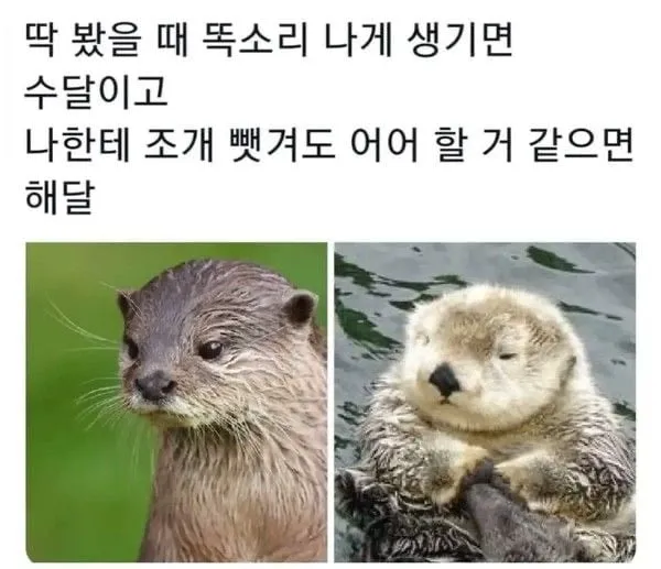 운전하는데 강아지가 인사해 줌 (10/20)
