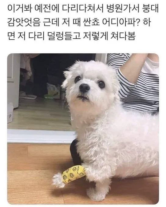 강아지한테 어디 아프냐고 물어보면.jpg (1/20)