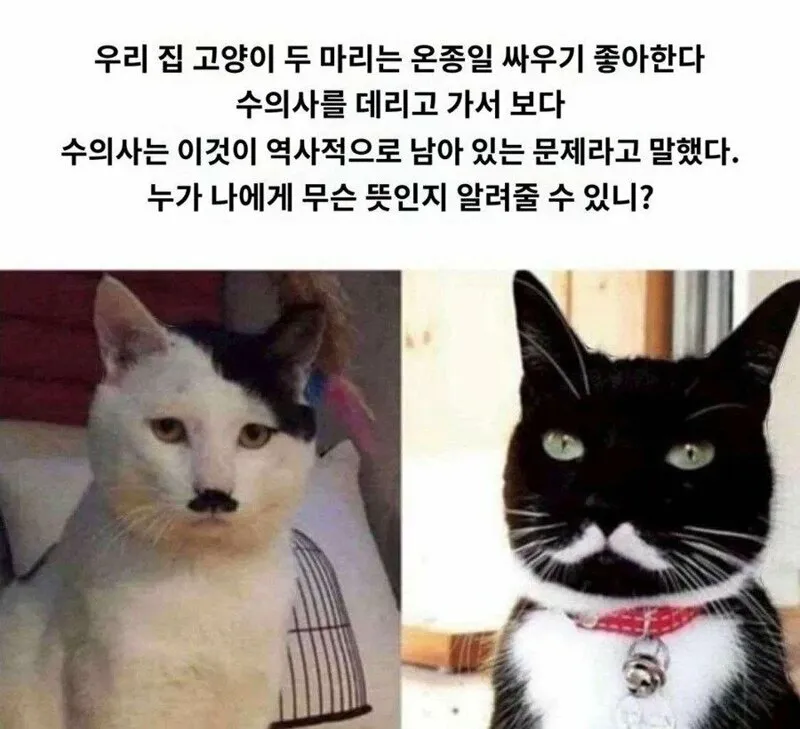 고양이 2마리가 하루종일 싸우는 이유. (2/2)