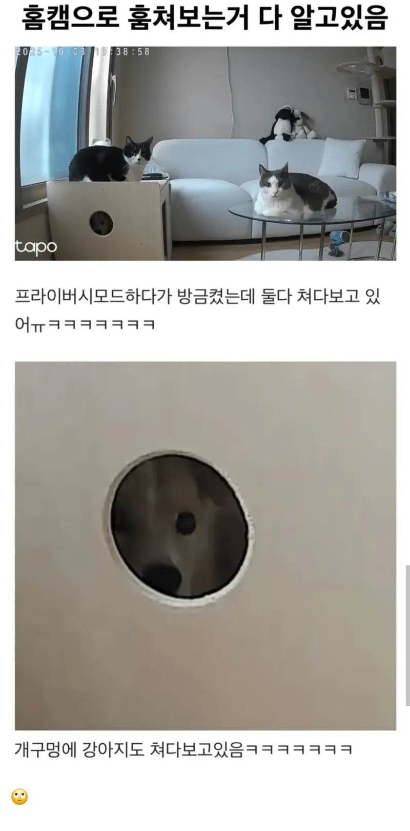 홈캠으로 훔쳐보는 거 다 알고있다ㅋㅋㅋ (1/2)