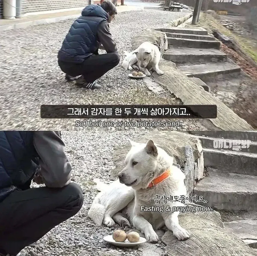 절에사는 개가 식탐이없는이유 (3/8)