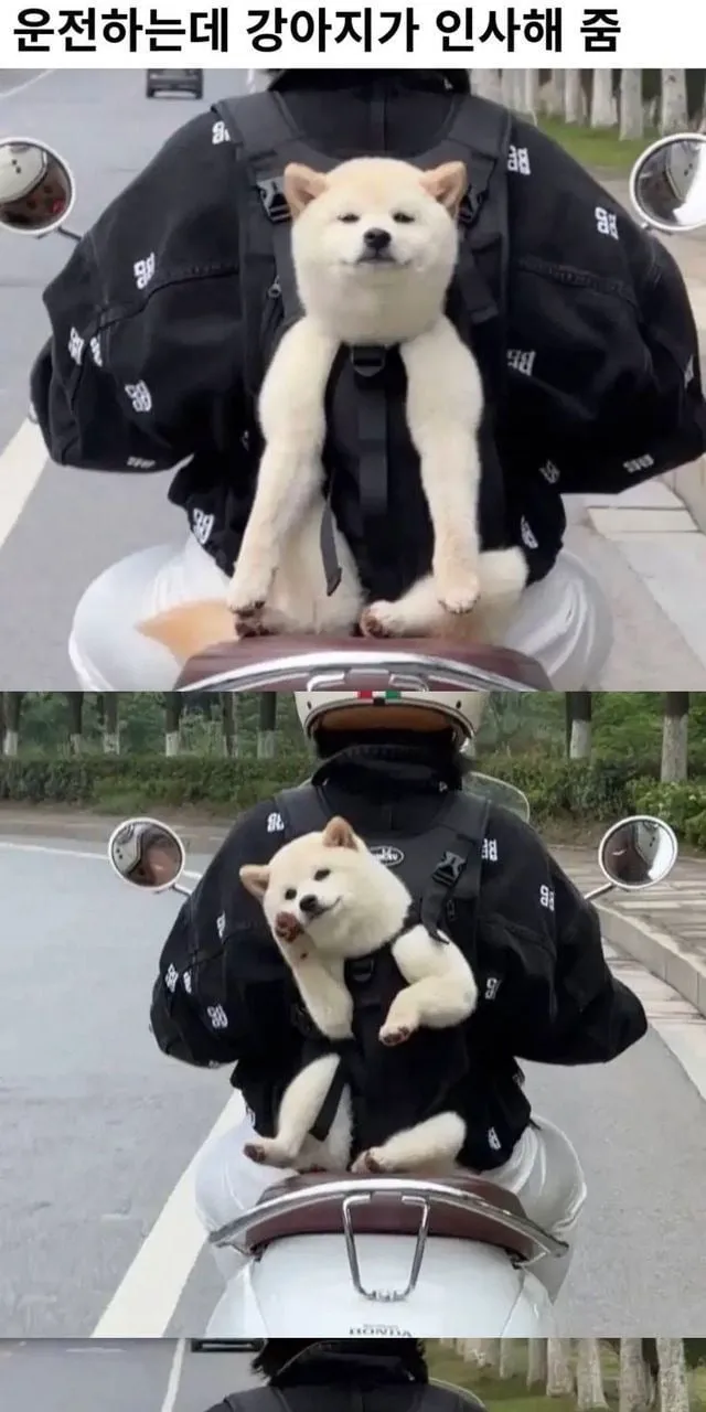 운전하는데 강아지가 인사해 줌 (7/20)