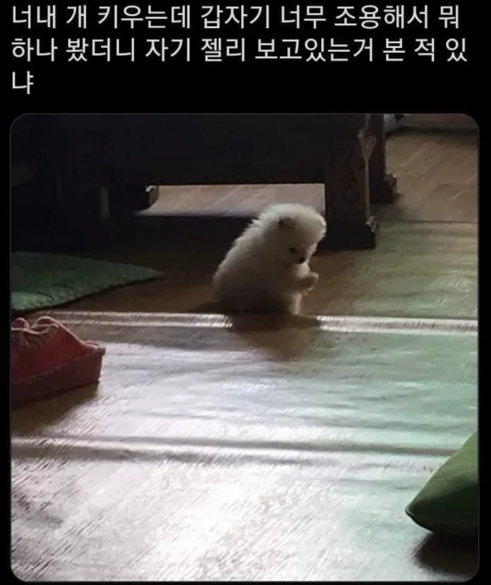 운전하는데 강아지가 인사해 줌 (5/20)