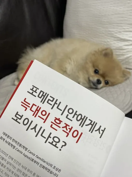 닭갈비 한 대 패주려다 붙잡힌 야옹이. (18/20)