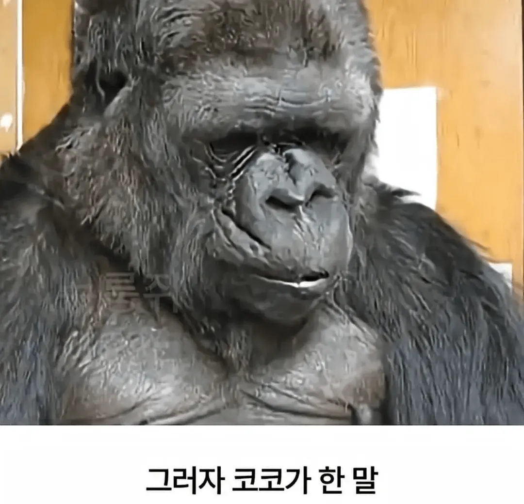세계 최초로 수어를 이용해 인간과의 대화에 성공한 고릴라 (11/16)