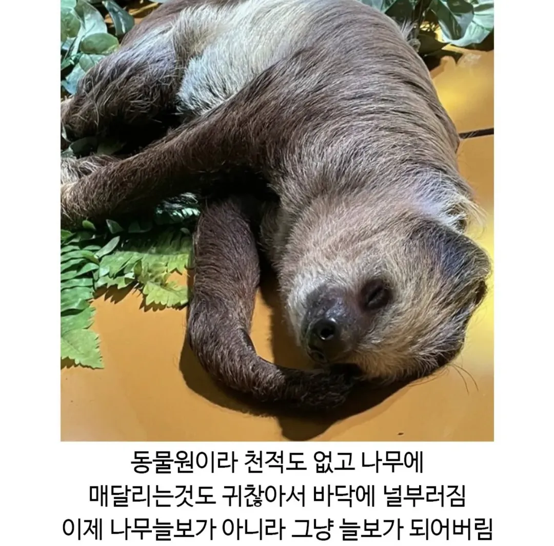 진화한 나무늘보 (2/2)