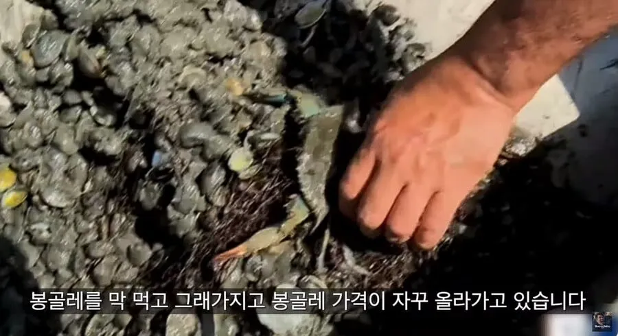 이탈리아에서 난리났다는 청게(블루크랩) 가격.jpg (4/20)