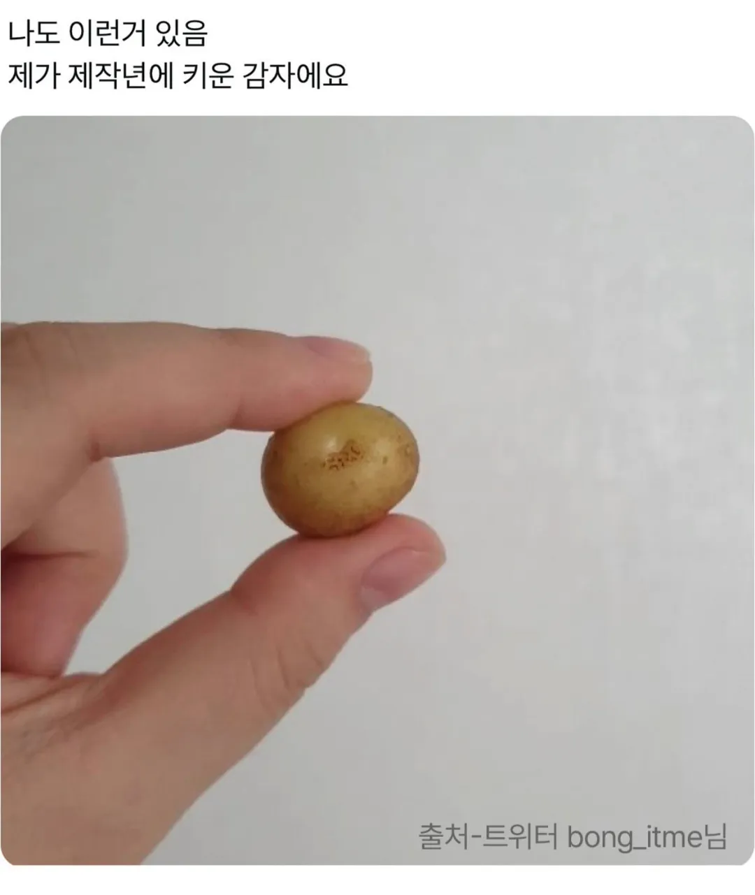 제가 직접 재배한거 보실분.jpg (8/10)