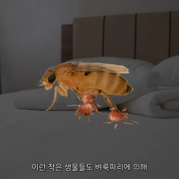 벼룩파리의 불편한 진실 (6/7)
