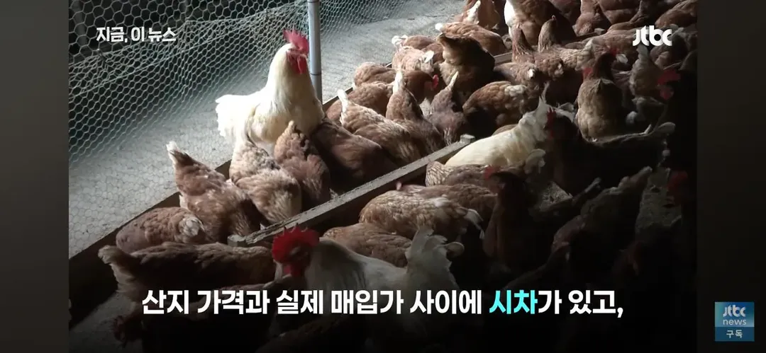 닭값 떨어지니 눈치보는 치킨업계.. (9/15)