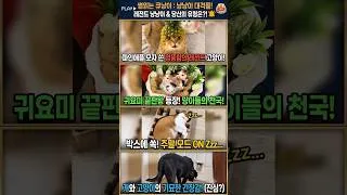힐링 가득 세상 귀여운 고양이 레전드 모음