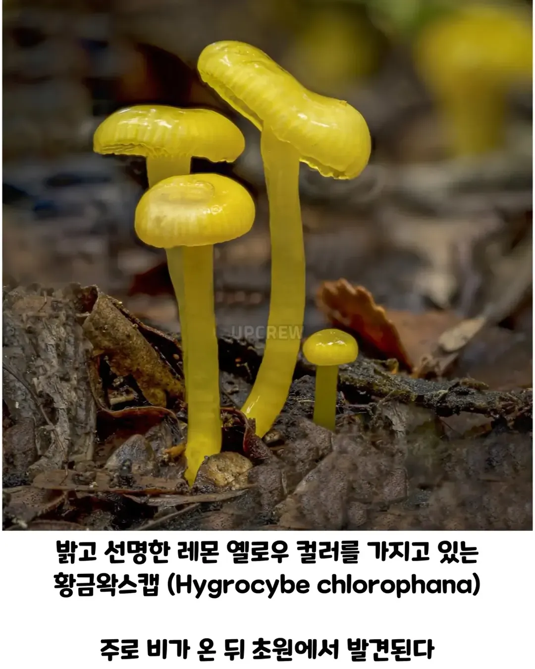 버섯갤러들이 환장하는 버섯.jpg (4/19)