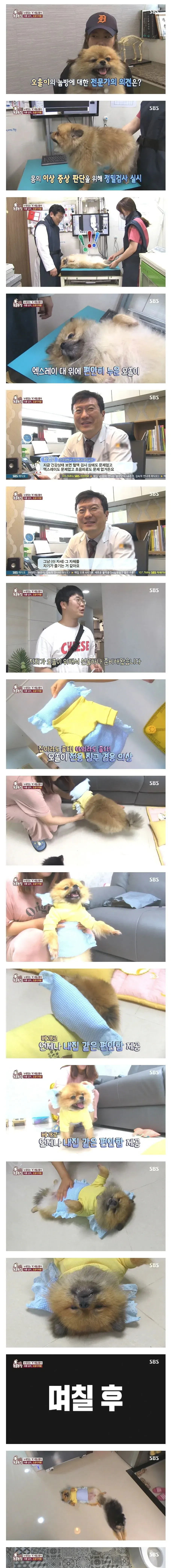 그냥 누웠음 강아지 (2/2)