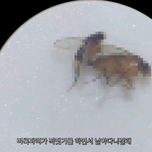 벼룩파리의 불편한 진실 (1/7)