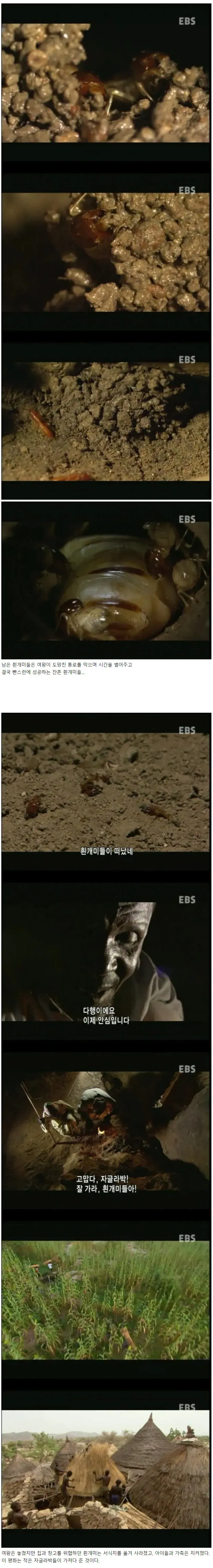 아프리카 부족이 집안의 흰개미를 퇴치하는 방법 (2/2)