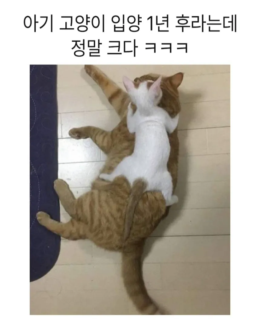 아기고양이 입양 1년후.jpg (1/2)