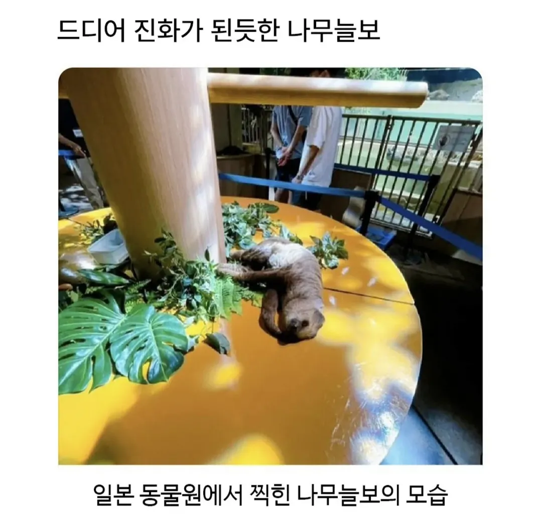 진화한 나무늘보 (1/2)