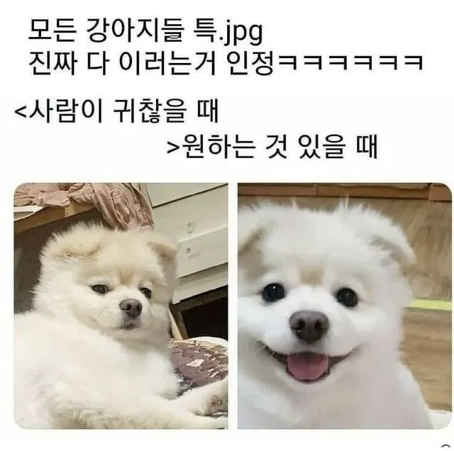 운전하는데 강아지가 인사해 줌 (17/20)