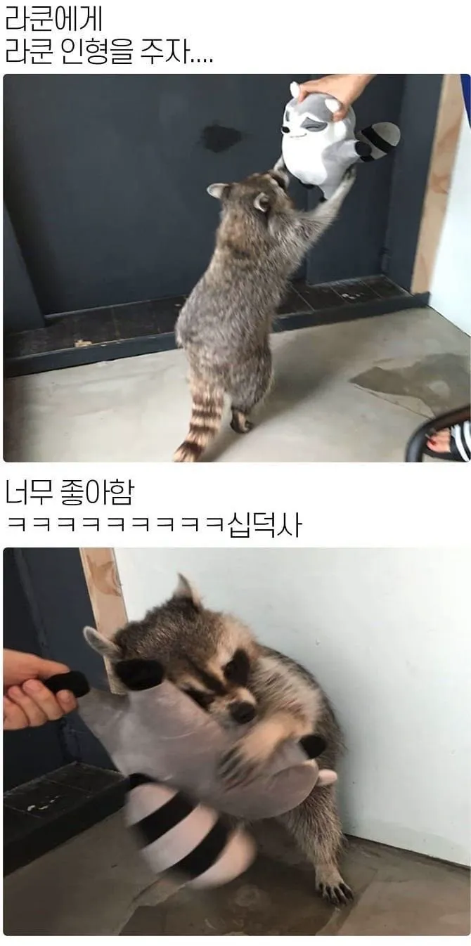 닭갈비 한 대 패주려다 붙잡힌 야옹이. (3/20)