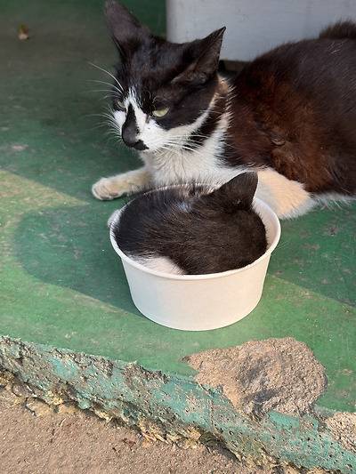 공장 고양이 아깽이 낳았는데 이거 봐...jpg (4/6)