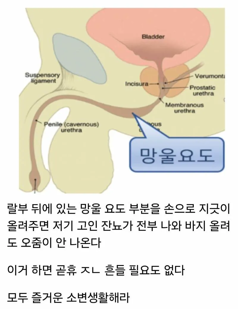 소변 본 후 잔뇨 제거 팁 (2/2)