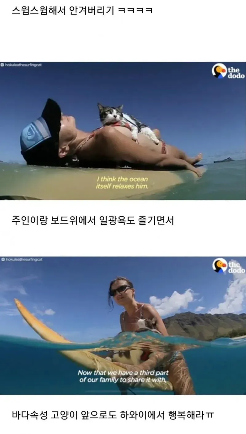 바다속성 고양이의 위엄 ㄷㄷ (3/3)