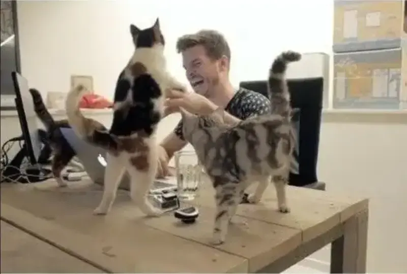 탑티어 고양이 장난감,간식 회사의 모습 (3/3)