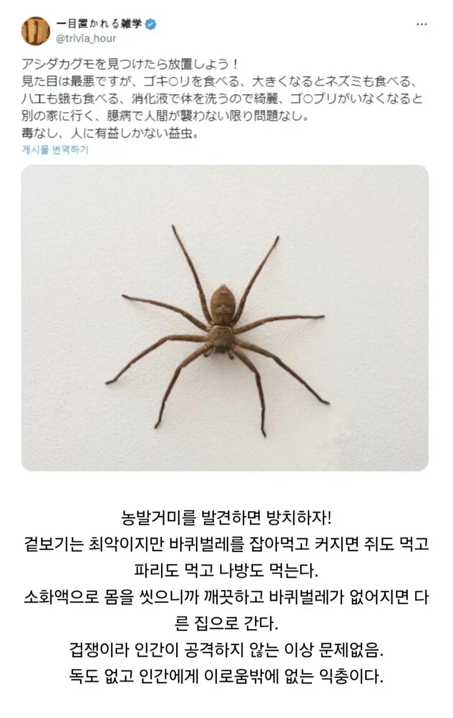 농발거미 익충이긴한데 사람 SAN치를 너무 떨굼