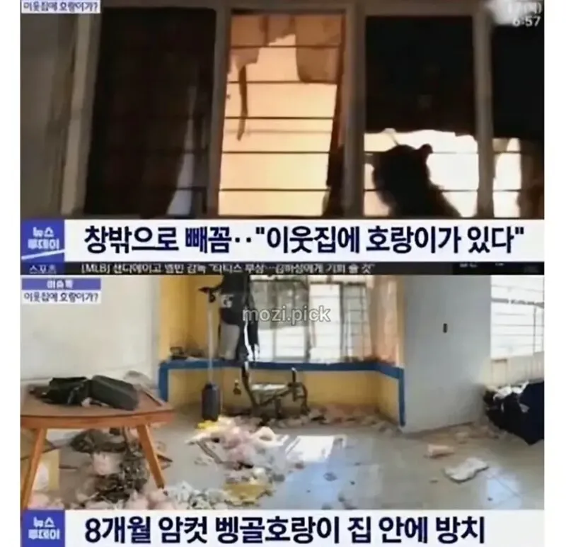 그림자 보고 집에 호랑이 있다고 신고한 결과 (2/4)
