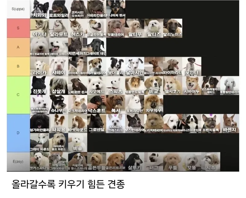 강형욱이 뽑은 강아지 티어리스트 (2/2)