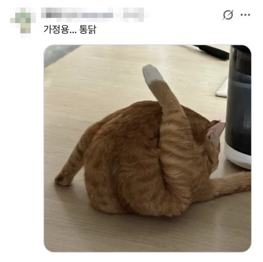 요즘 반려동물을 "가정용OO"이라고 부르는게 유행이래 (5/5)