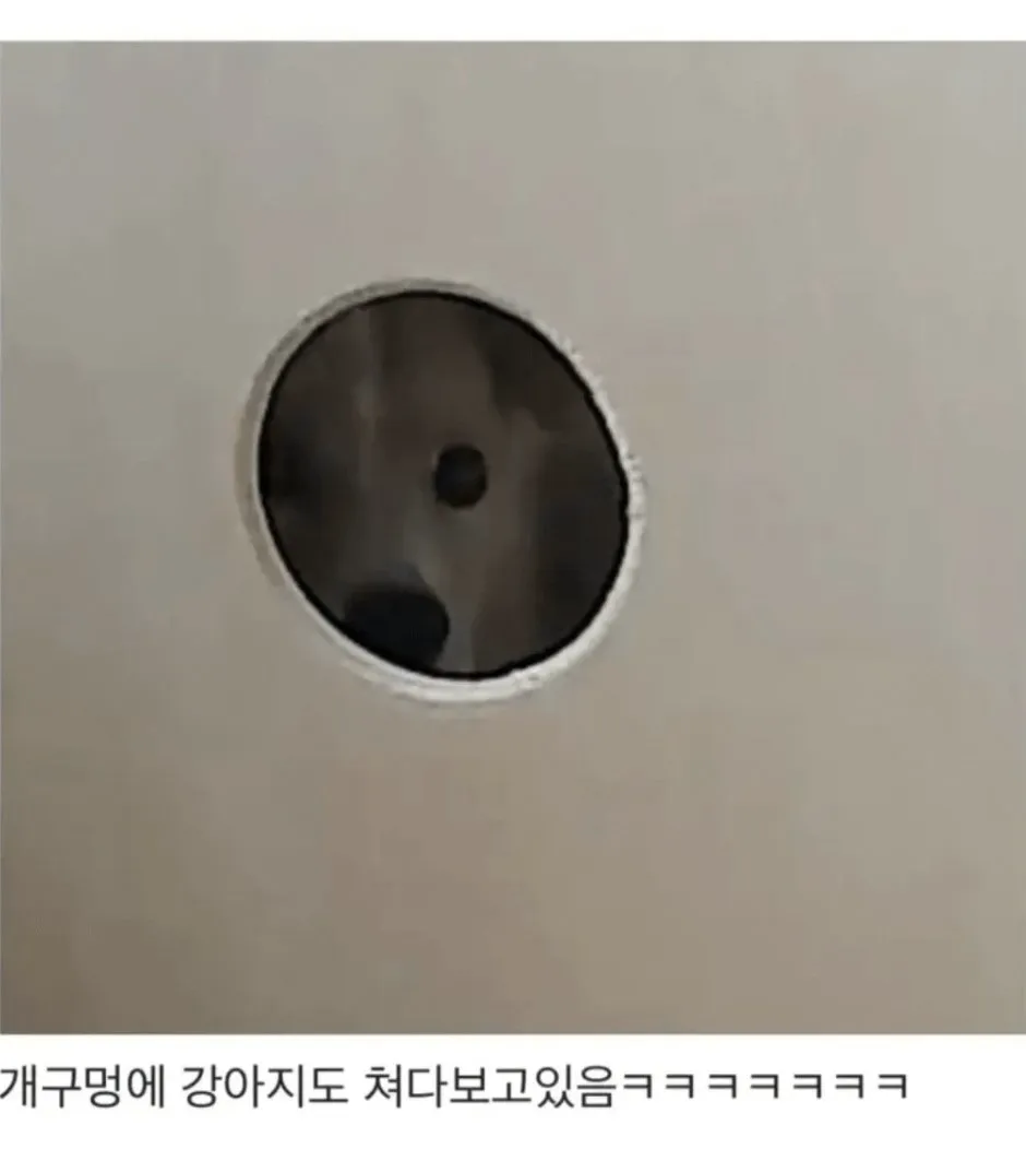 강아지한테 어디 아프냐고 물어보면.jpg (3/20)