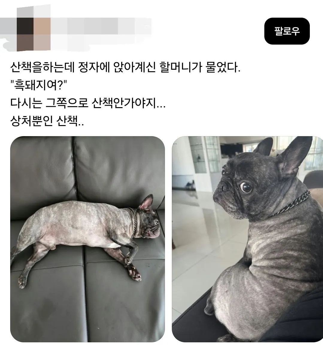 흑염소 vs 흑돼지.jpg (3/3)