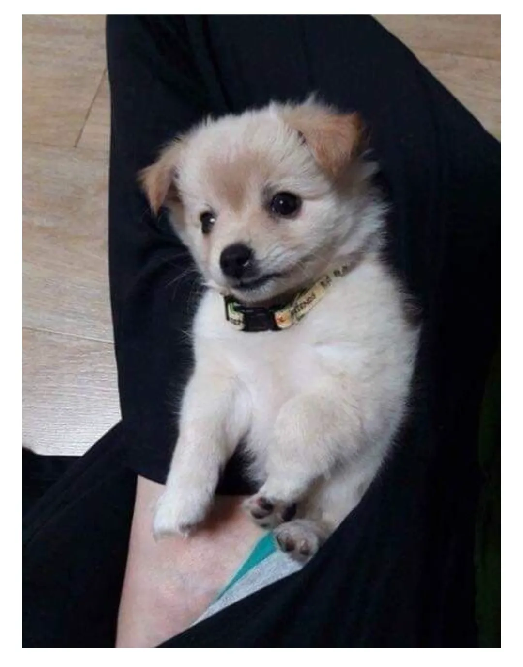 다른 집에 분양 보냈던 강아지가 집까지 찾아왔네요ㅜㅜ (5/6)