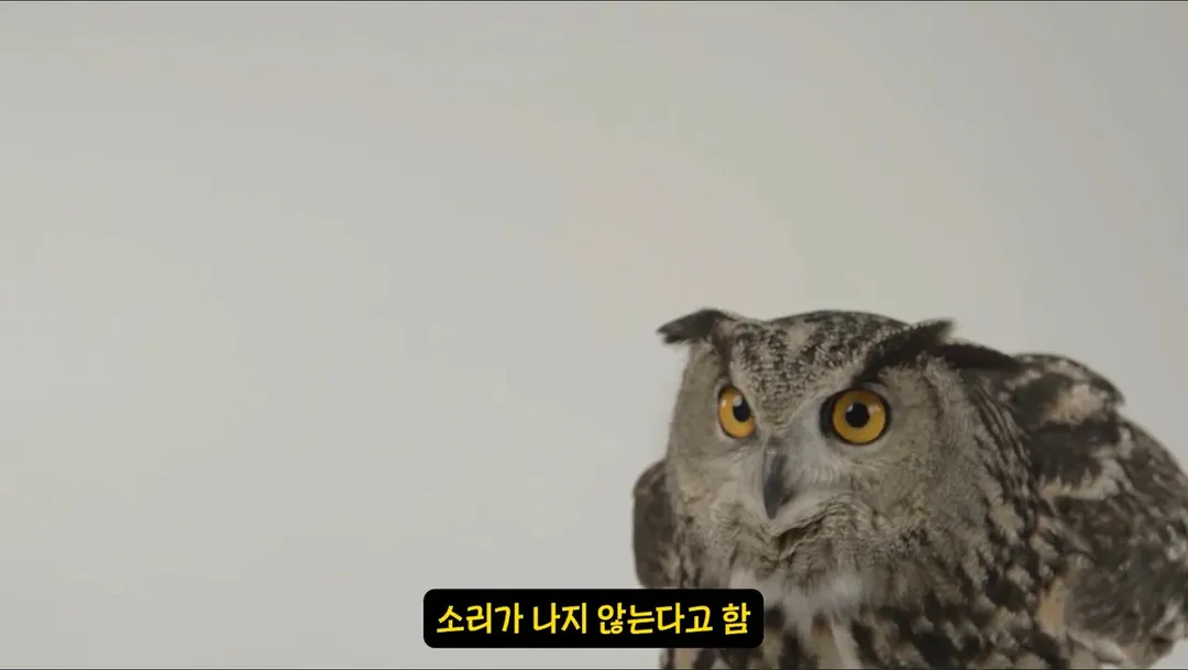 날아다니는 소리가 전혀 안나는 조류.mp4 (6/6)