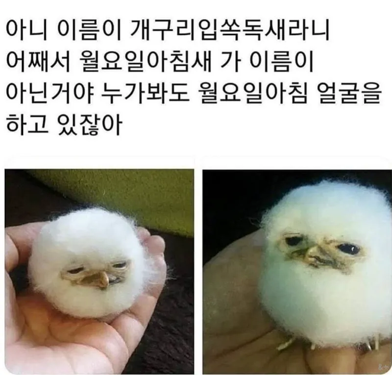 닭갈비 한 대 패주려다 붙잡힌 야옹이. (8/20)