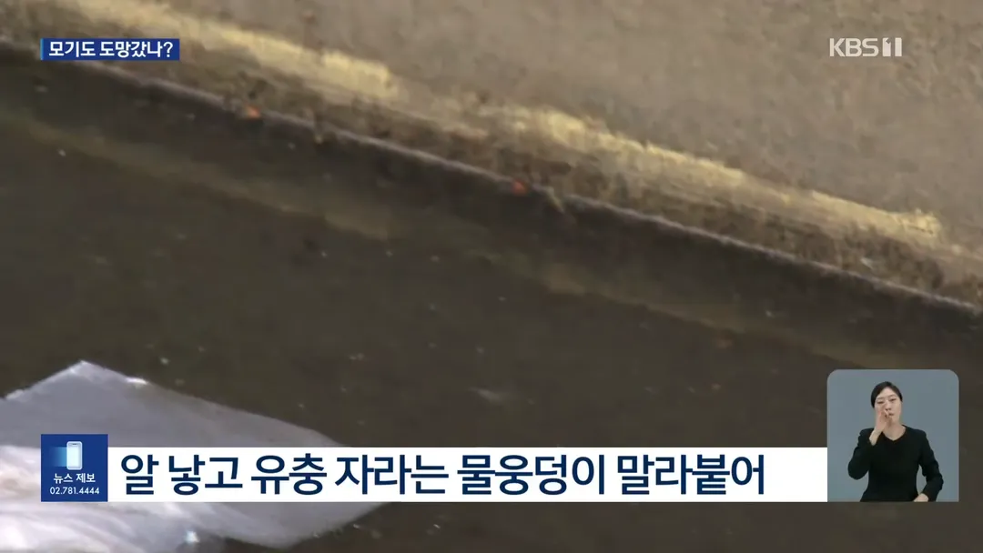 모기도 못버틴 폭염, 개체수 1/3 급감 (7/8)