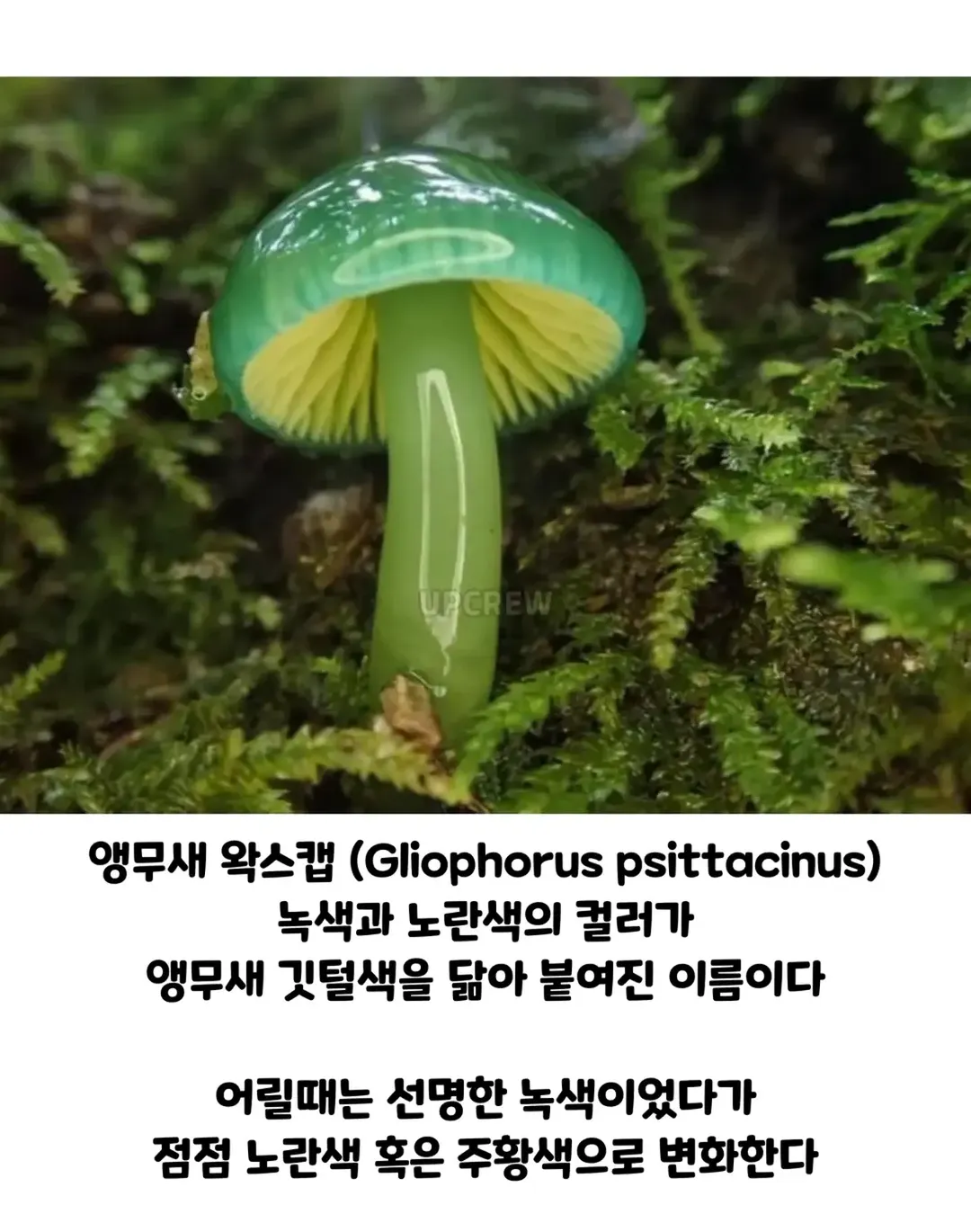 버섯갤러들이 환장하는 버섯.jpg (3/19)