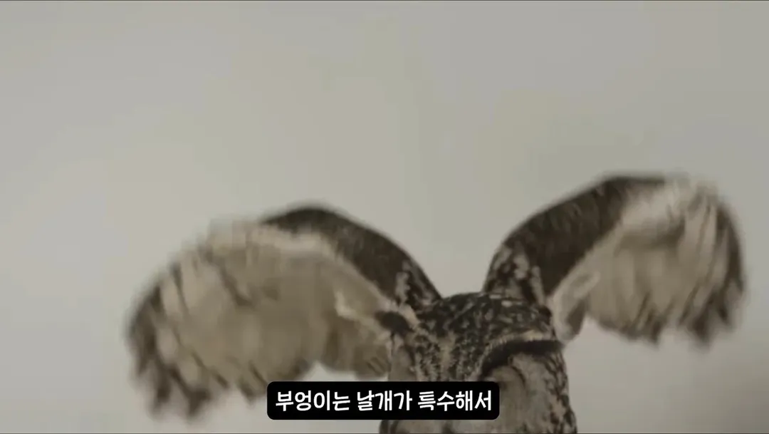 날아다니는 소리가 전혀 안나는 조류.mp4 (2/6)