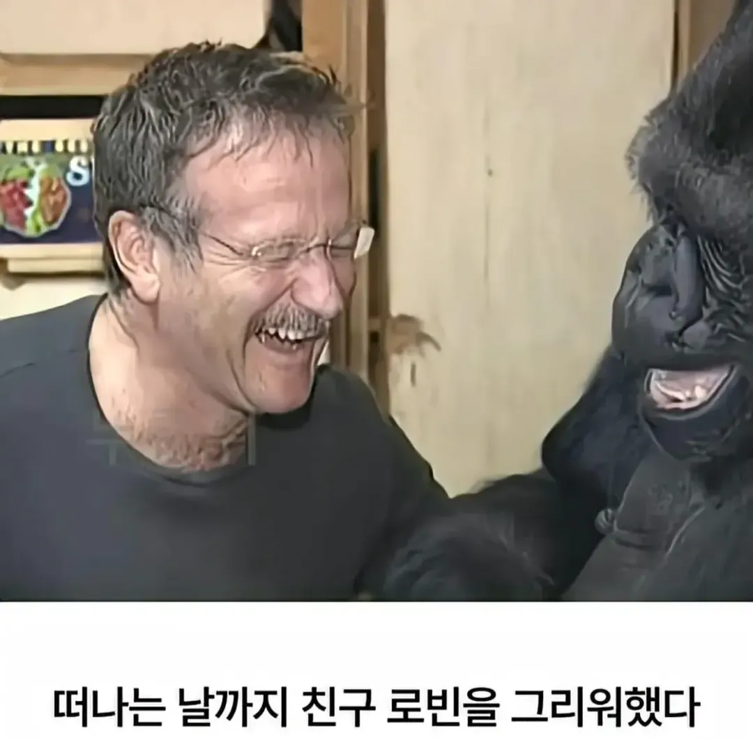 세계 최초로 수어를 이용해 인간과의 대화에 성공한 고릴라 (16/16)