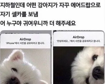 운전하는데 강아지가 인사해 줌 (18/20)