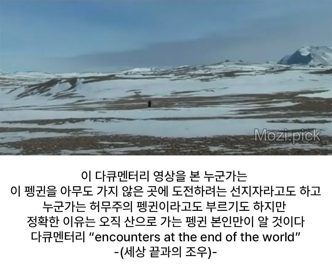 모든 펭귄이 바다로 갈 때, 혼자 산으로 가는 펭귄 (7/7)