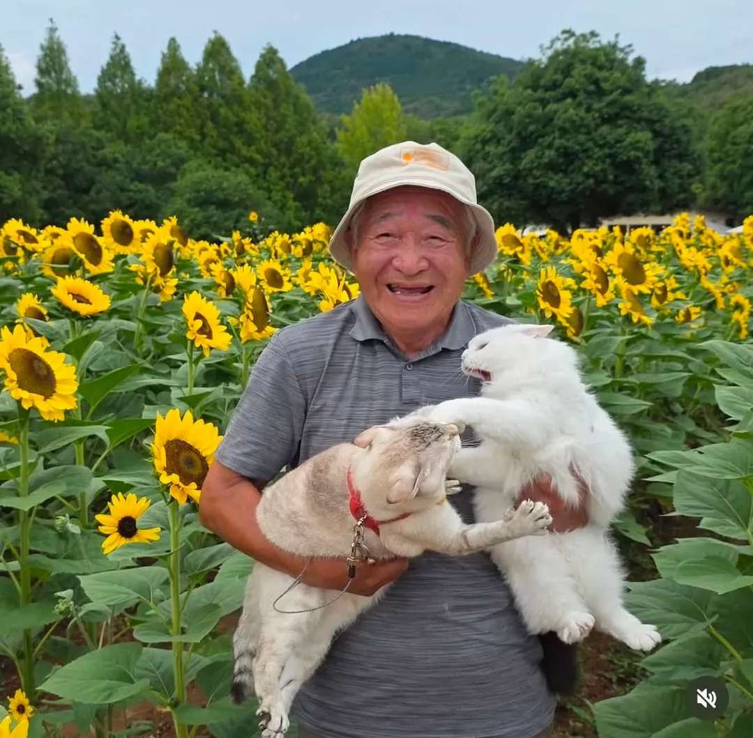 이 할아버지네 고양이들 진짜 개많이 싸움ㅋㅋㅋㅋ (3/7)