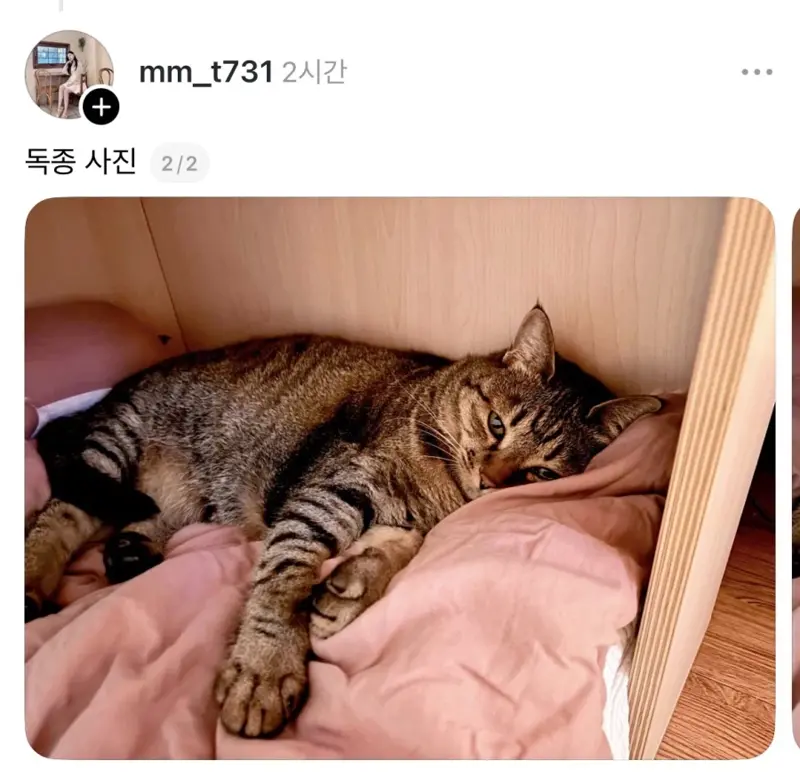 독한 고양이 (3/3)