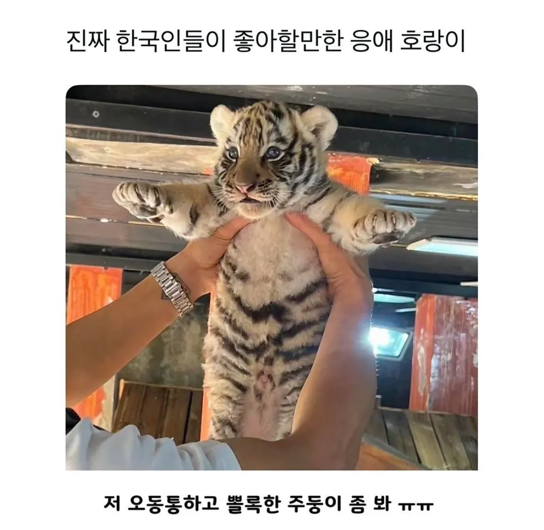 운전하는데 강아지가 인사해 줌 (13/20)