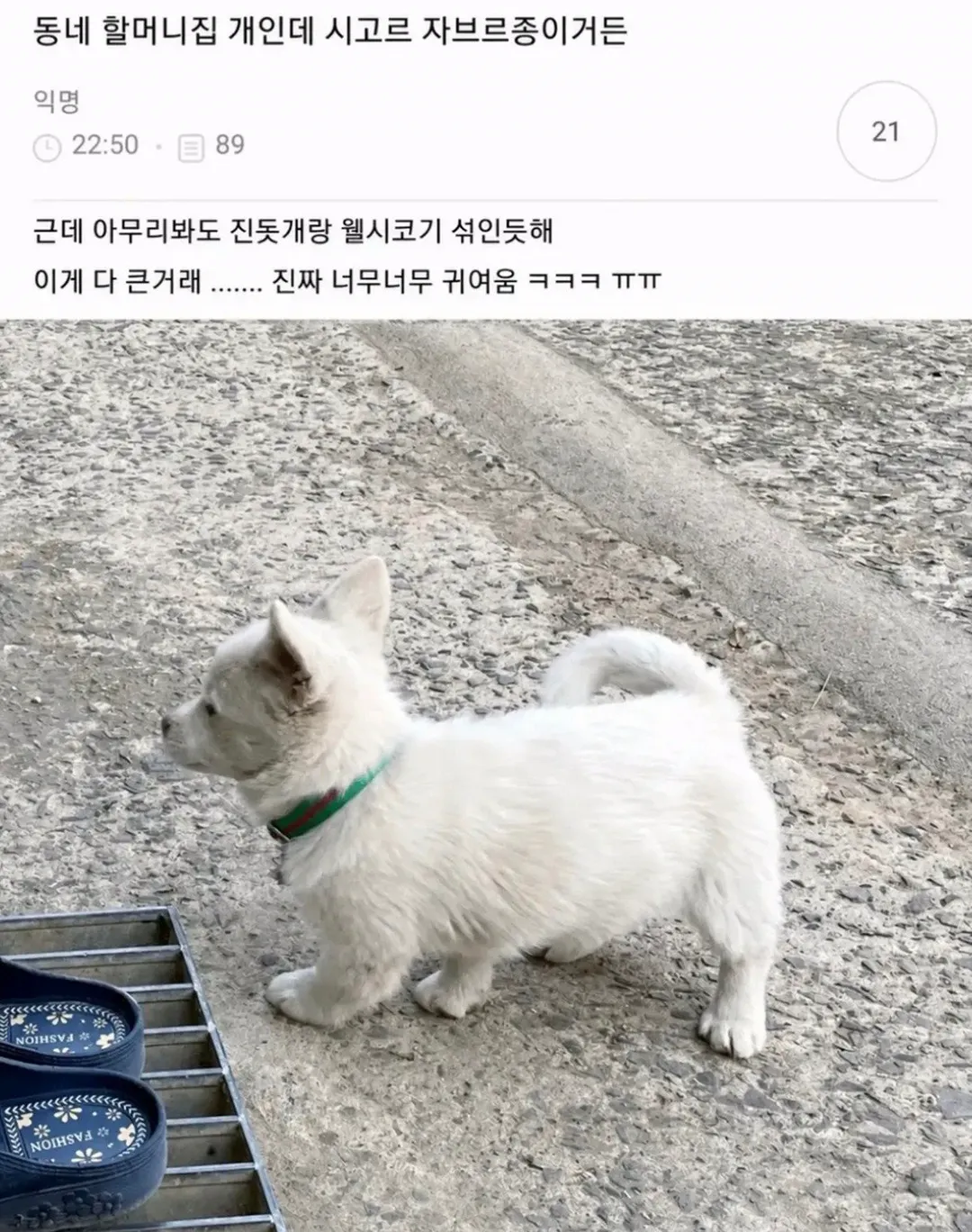 강아지한테 어디 아프냐고 물어보면.jpg (5/20)