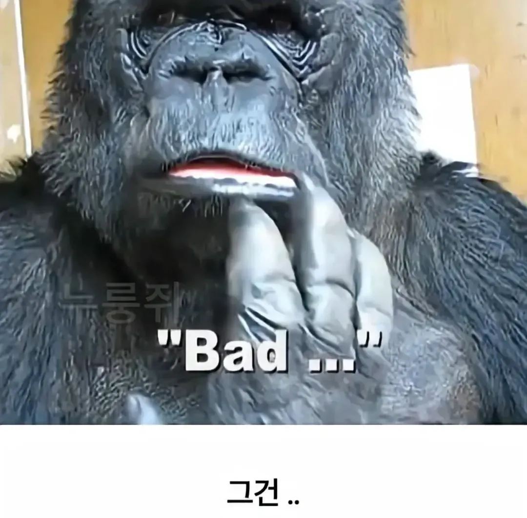 세계 최초로 수어를 이용해 인간과의 대화에 성공한 고릴라 (13/16)