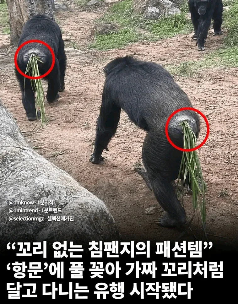 현재 침팬지들에게 유행하는 패션 (2/3)